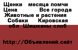 Щенки 4 месяца-помчи › Цена ­ 5 000 - Все города Животные и растения » Собаки   . Кировская обл.,Шишканы слоб.